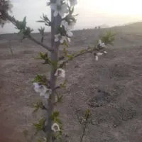 فروش زمین ۱۰۰۰ متری در امین‌آباد|فروش زمین و ملک کلنگی|اصفهان, امین‌آباد|دیوار