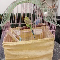 2عددمرغ عشق سروحال باقفس