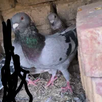 کبوتر گمشده ف رو ش|حیوانات|زابل, |دیوار