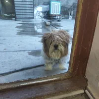 سگ شیتزودارای شناسنامه وکارت واکسن