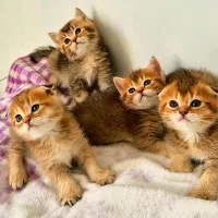تجربه یک زندگی متفاوت و لاکچری/حر آج گربه kittycat|گربه|تهران, گیشا|دیوار