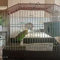 مرغ عشق با قفص|پرنده|خرمشهر, |دیوار