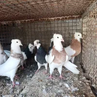 طوقی فروشی|پرنده|هندیجان, |دیوار