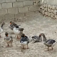 غاز|حیوانات مزرعه|خرم‌آباد, |دیوار