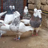 طوقی معمولی بدرنگ|پرنده|آزادشهر, |دیوار