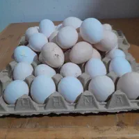 تخم مرغ محلی