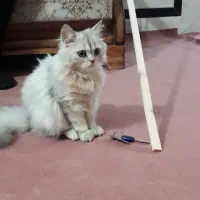 سرپرستی ونگهداری گربه