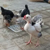 جوجه گلین طوسی پنگوئنی خال سوزنی