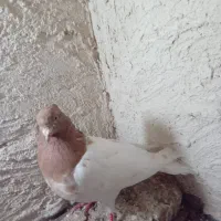 باش‌ساری‌نربیزککیل