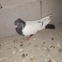 اشعل|پرنده|شوشتر, |دیوار