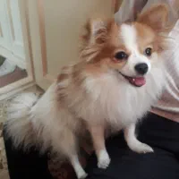 فروش توافقی سگ پامرانین (pomeranian)