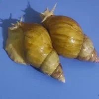 حلزون آلبینو