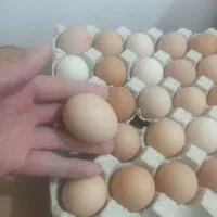 تخم مرغ محلی ارگانیک