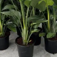 کالای منزل|کنسول، بازی ویدئویی و آنلاین|بروجرد, |دیوار