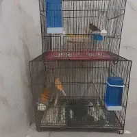 قناری شلاقی خون