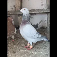 . کفتر . آلمانی