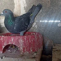 کبوتر پلاکی به شرط|پرنده|برازجان, |دیوار