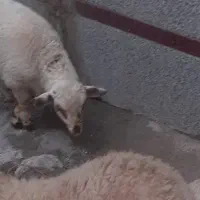 معاوضه گوسفند بره با موتور