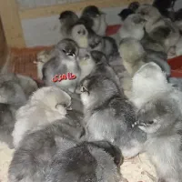 جوجه مرغ و خروس گلین طوسی|حیوانات مزرعه|اصفهان, شهید رجایی|دیوار