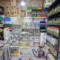 پت شاپ کارن فروش طوطی زینتی و پاراکیت|پرنده|پرند, فاز ۲|دیوار