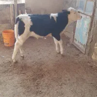 گوساله سمنتال پنج ماهه