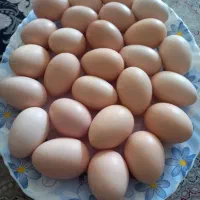 تخم لاری|حیوانات مزرعه|نجفآباد, یزدانشهر|دیوار