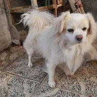 سگ پاکوتاه نرقیمت ۲۵۰۰|سگ|ابهر, |دیوار