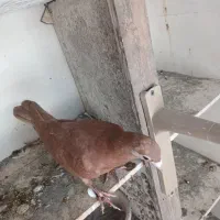 کفتر کبوتر|پرنده|تربت‌حیدریه, کوی شهید احمدزاده ملکی|دیوار