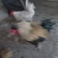 ۳عددخروس یکی کاکلی دوتا پرما