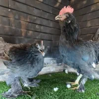 مرندی|حیوانات مزرعه|کرمان, |دیوار