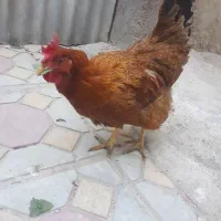تخمگذار|خوردنی و آشامیدنی|بناب, |دیوار