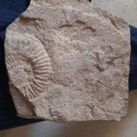 فسیل آمونیت