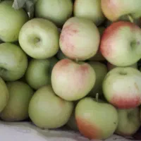 سیب درختی تازه سبدی کیلویی ۶۰ تومن