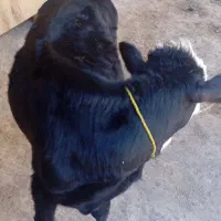 فروش گوساله اصیل|حیوانات مزرعه|فراغی, |دیوار