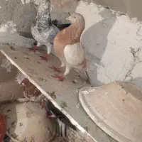 کفتر 9 تخفیف ویژه معاوضه با طوطی سانان و فنج سانان