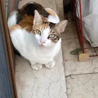 گربه ی ماده یکساله|گربه|رشت, گلسار|دیوار