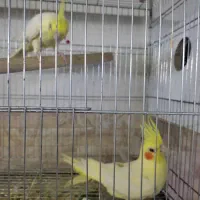 عروس هلندی ،کوتوله،مرغ عشق انگلیسی،فیشر|پرنده|مرند, |دیوار