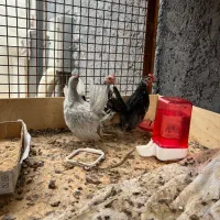 جوجه خروس جاپنیز