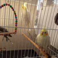 جفت عروس هلندی مولد دستی همراه تخم به فروش میرسد|پرنده|گلبهار, شهر جدید گلبهار|دیوار