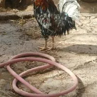 یکعدد خروس گلین یک ساله صحیح وسالم چهل تاج