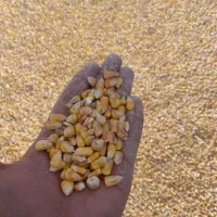 خوراک دام و..