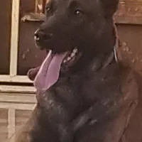 سگ  مالینیوز حرفه ای