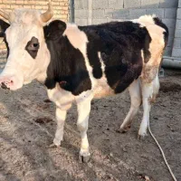 گاو قربانی دودندان نزایده