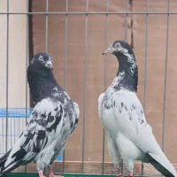 کبوتر پاکستانی