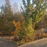 انواع باغ کشاورزی در روستای گلاباد موجود است|فروش خانه و ویلا|صوفیان, |دیوار