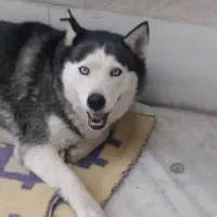 سگ هاسگی|سگ|ارومیه, |دیوار