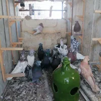 کفتر