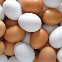 تخم مرغ محلی نطفه دار