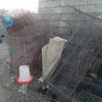 قفس مرغ تخم گزار