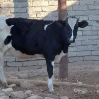 گوساله خانگی